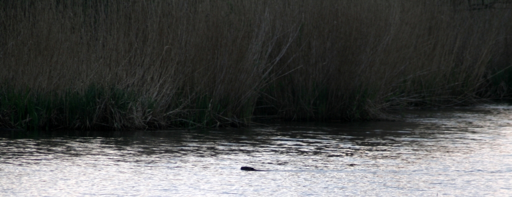 VWG vogelreis Oost Duitsland mei 2010 416